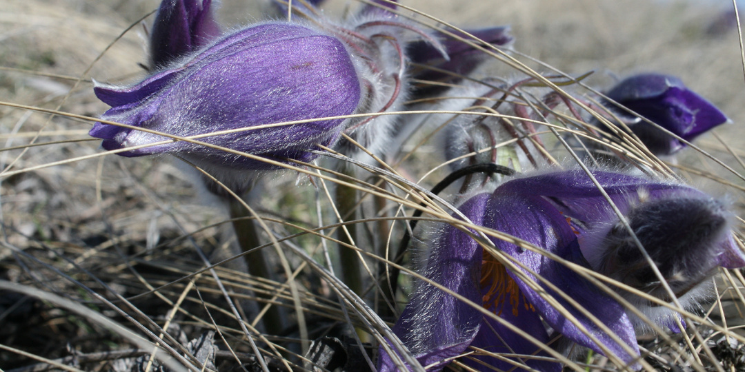 Отвернулись от норда