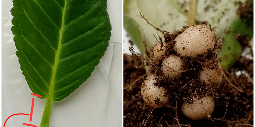 Укоренение листьев глоксинии - от срезки листа до сбора клубеньков