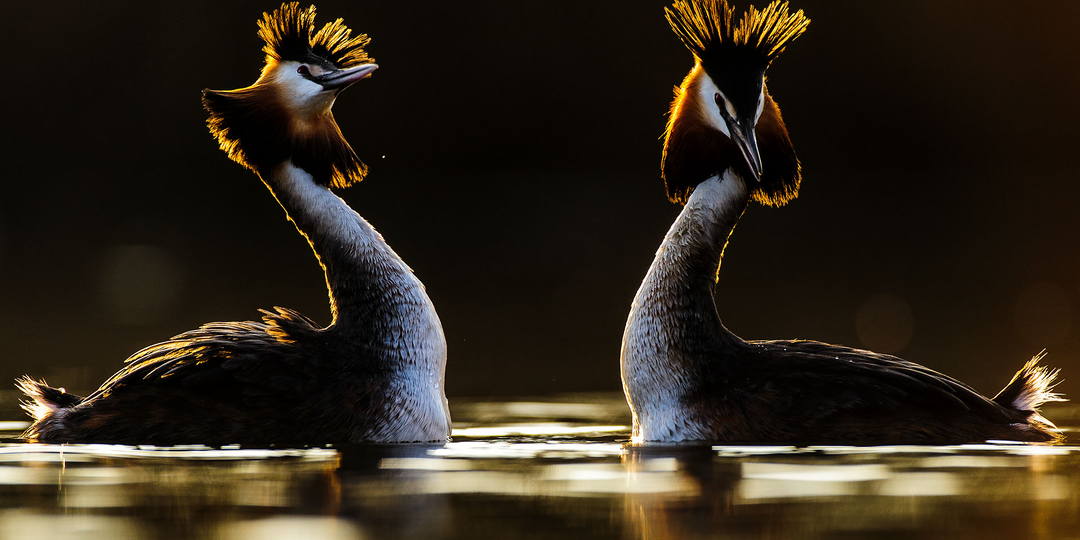 Чомга: Птица года в России 2026. Чем она заслужила такое внимание?