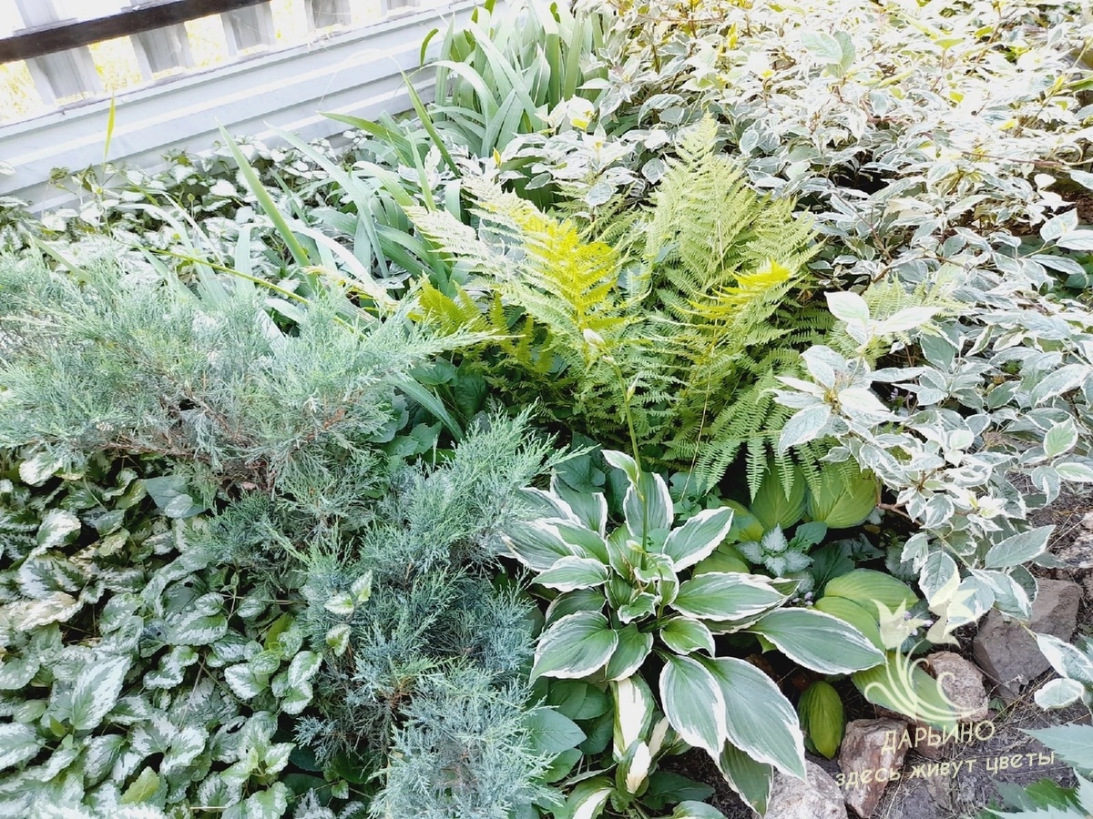 Теневой цветник летом