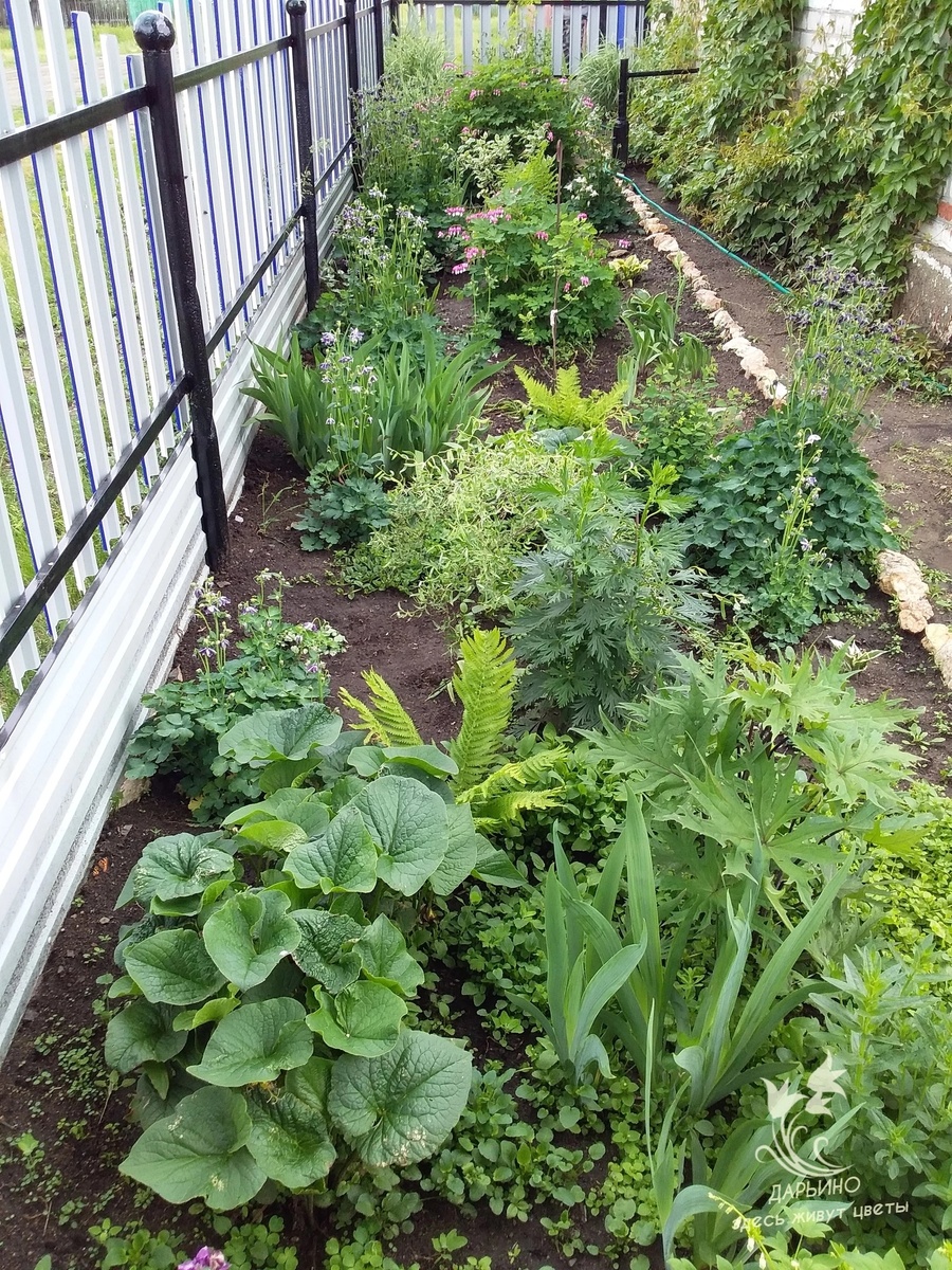 Теневой цветник весной