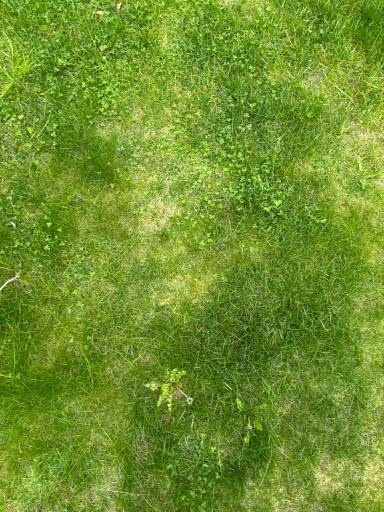 Фото 1, 2: Газон ранней весной. Фото Анастасии Мироновой