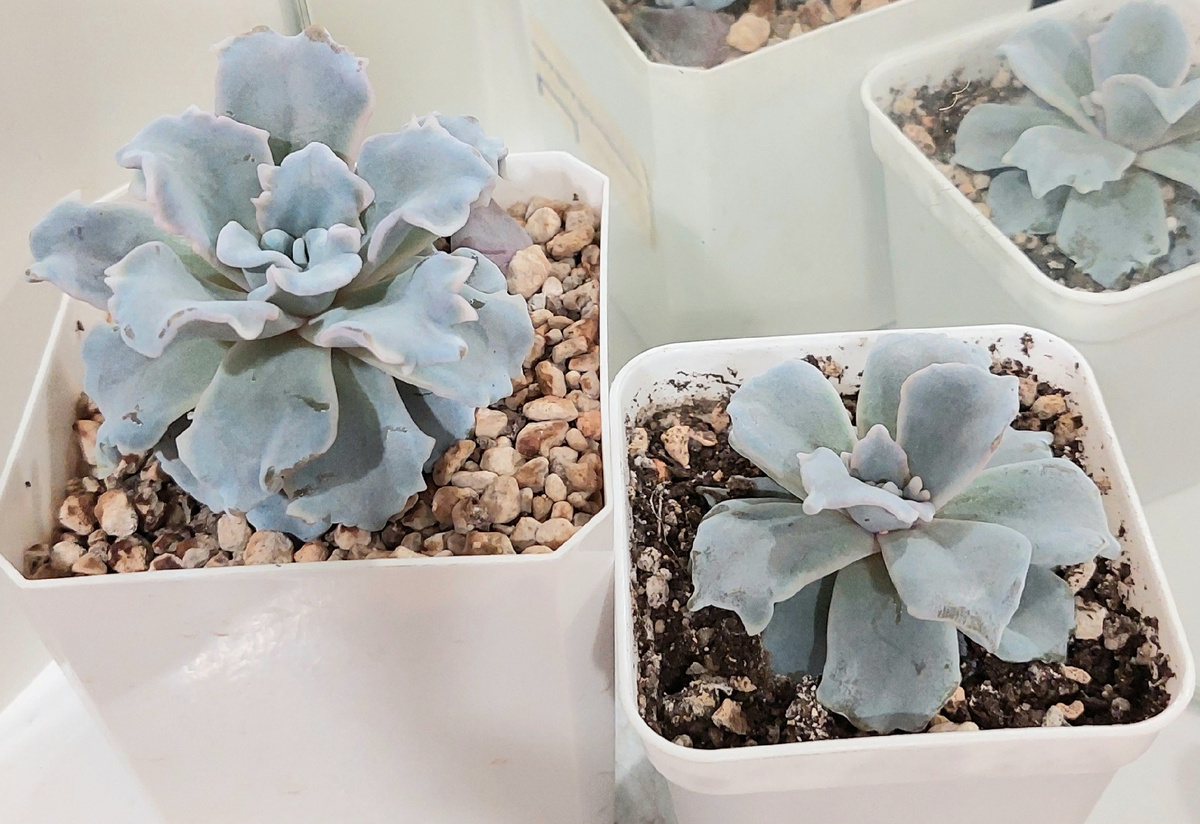 Эхеверия Криспат Бьюти.