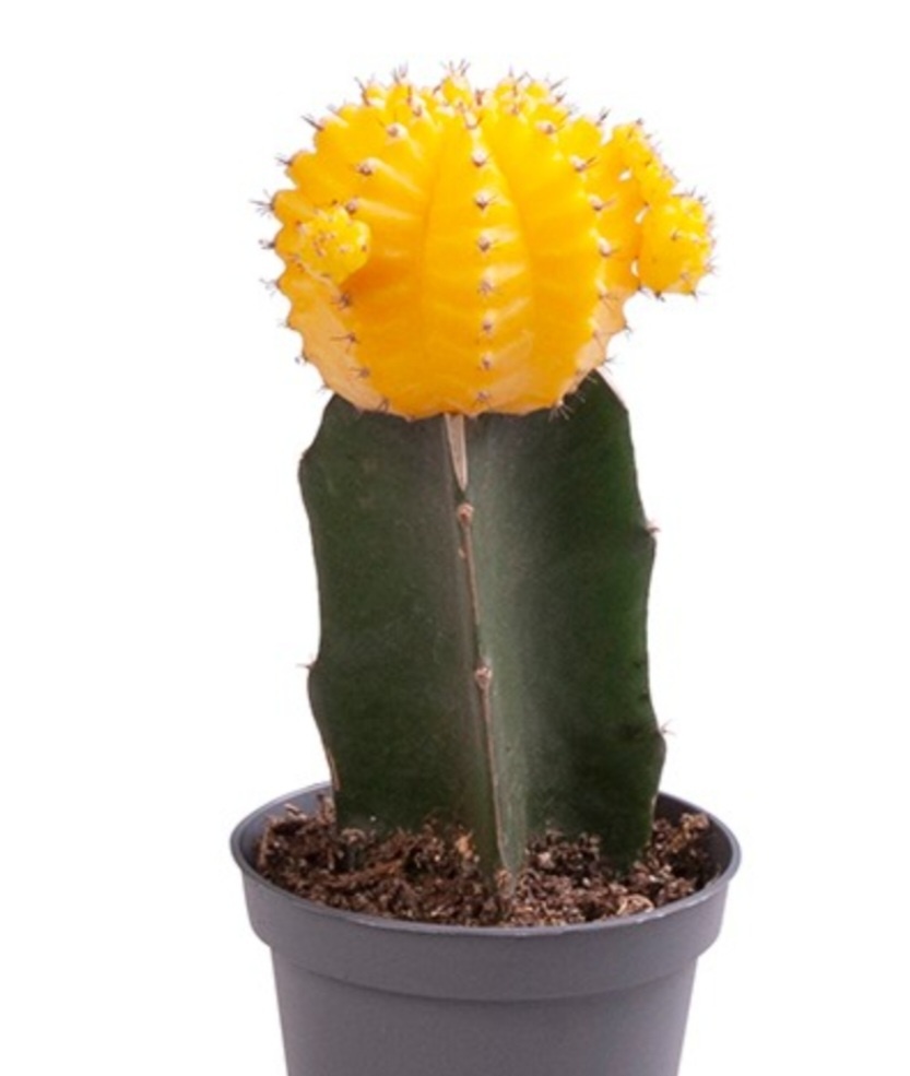 Примерно вот так выглядел кактус у дочери из магазина. 