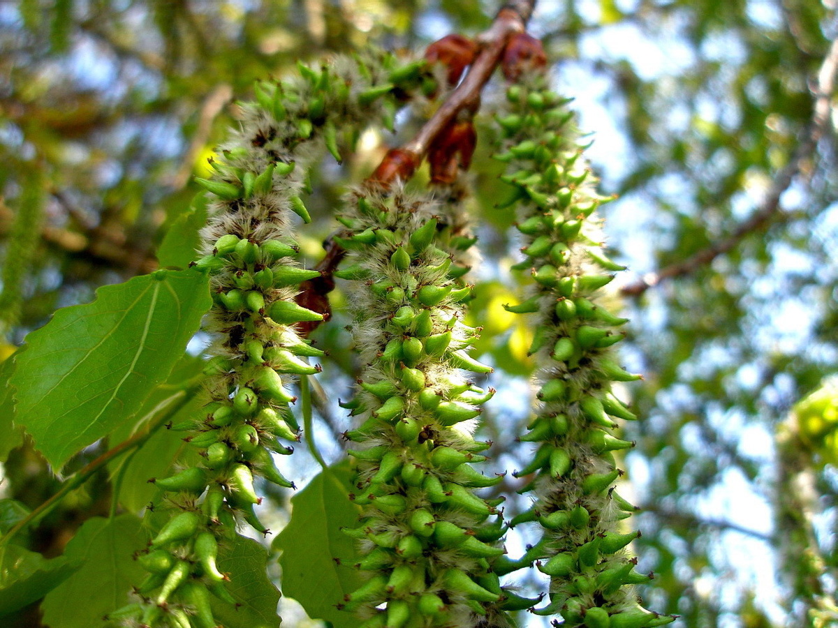 Фото: Фрагмент осины с женскими серёжками