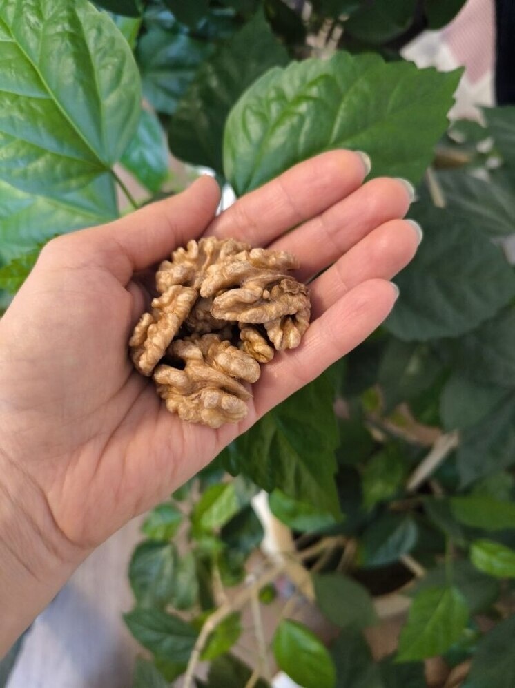     Грецкий орех — один из самых полезных орехов для здоровья мозга, сердца, гормонального баланса и иммунитета. Фото: Татьяна Кравченко