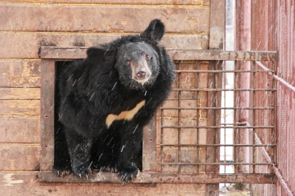    В бассейне реки Большой Уссурки взрослые самцы гималайских медведей вышли из спячки Олег УКЛАДОВ