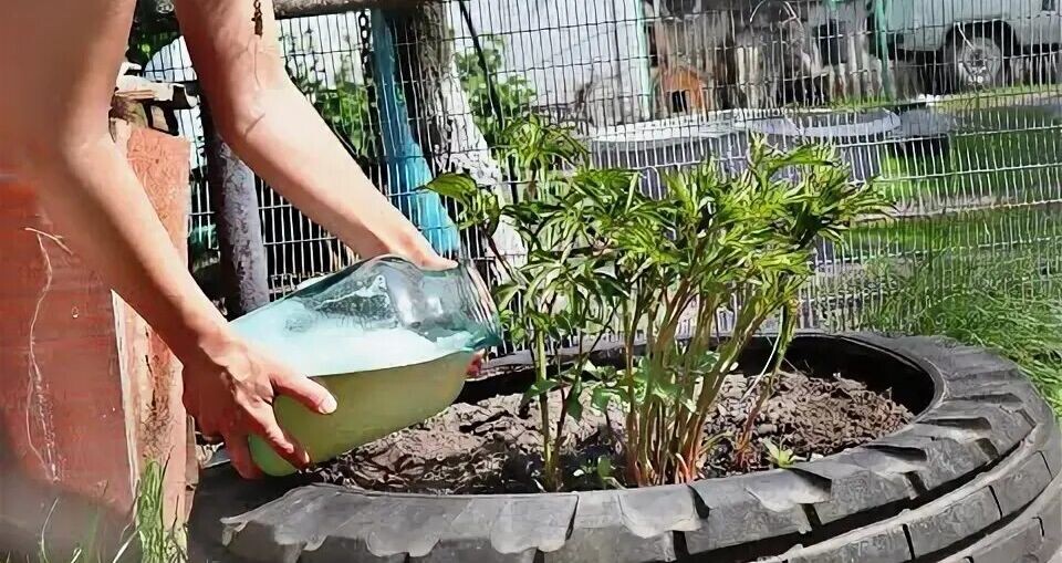 Пионы в апреле-мае: три дела, которые нельзя пропустить, и одно табу, которое убьет цветение.