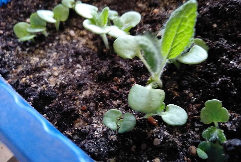 Что даст пикировка шалфею? Рассказываю на примере сортов «Кубанец» и «Вознесенский 24»