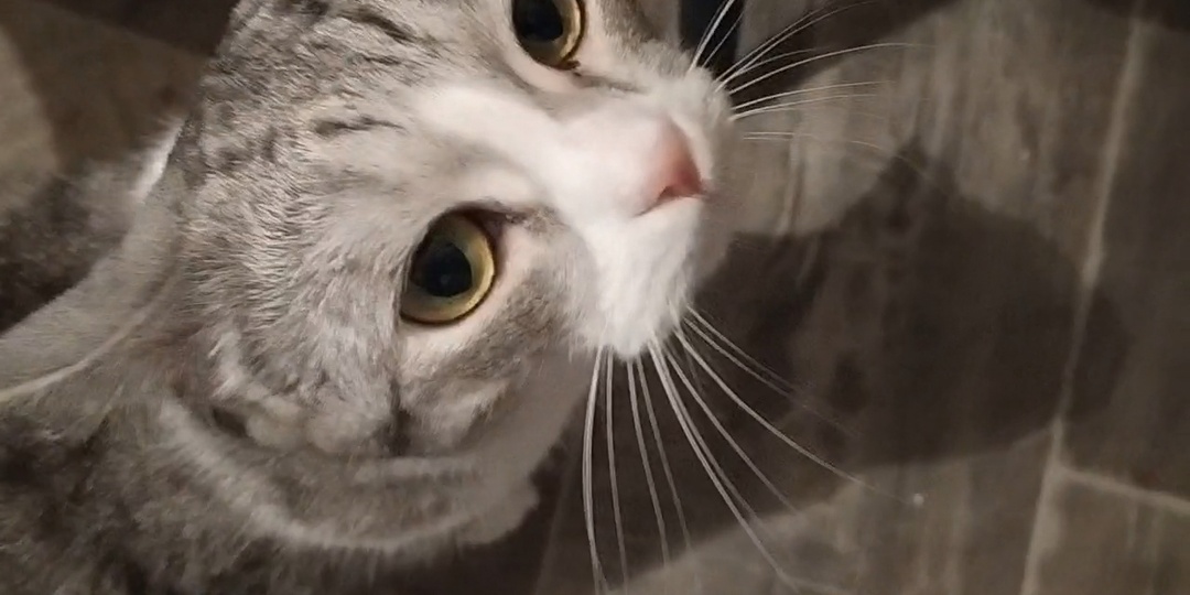 Мартышеская кошка