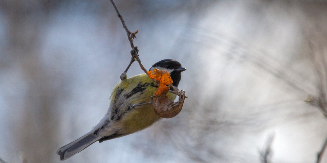 Ещё один апрельский день. Гуляю, наблюдаю, рассказываю вам!