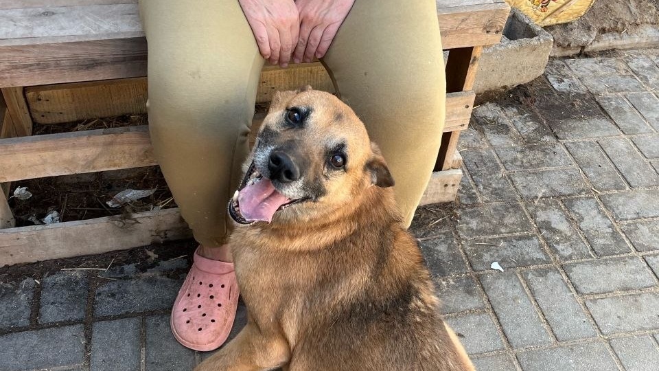 Добровое всем субботневое...Друзья,мы по прежнему просим помощи с погашением долгов за корм и в клиниках 🙏🙏🙏Надо собрать 320 тыс!!! Пока