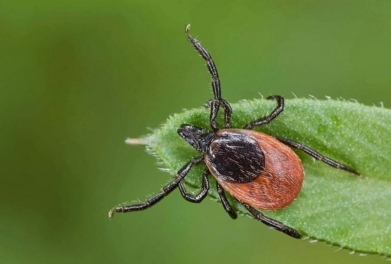 Врач-инфекционист: укус клеща опасен для жизни
