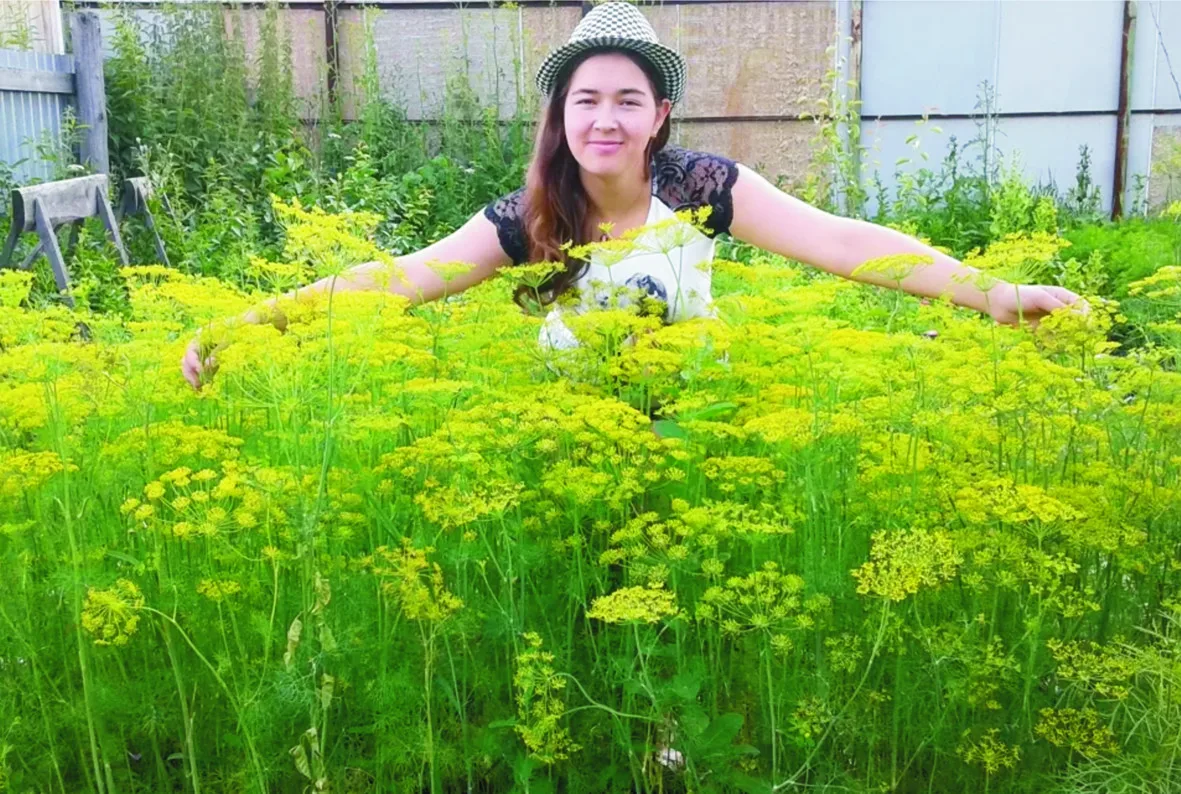 Укроп мой укропчик