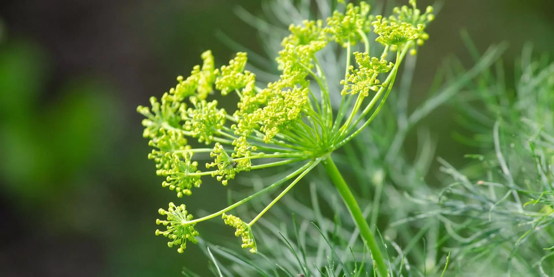 Почему укроп не любят нигде в мире, кроме России