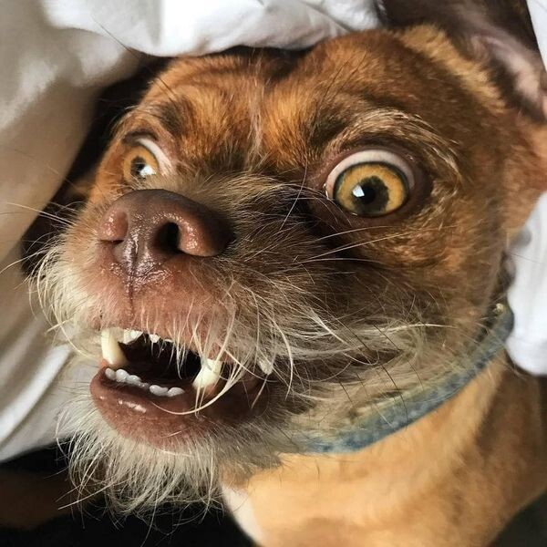 -А я? А меня? Ты куда с моим поводком без меня ушел???