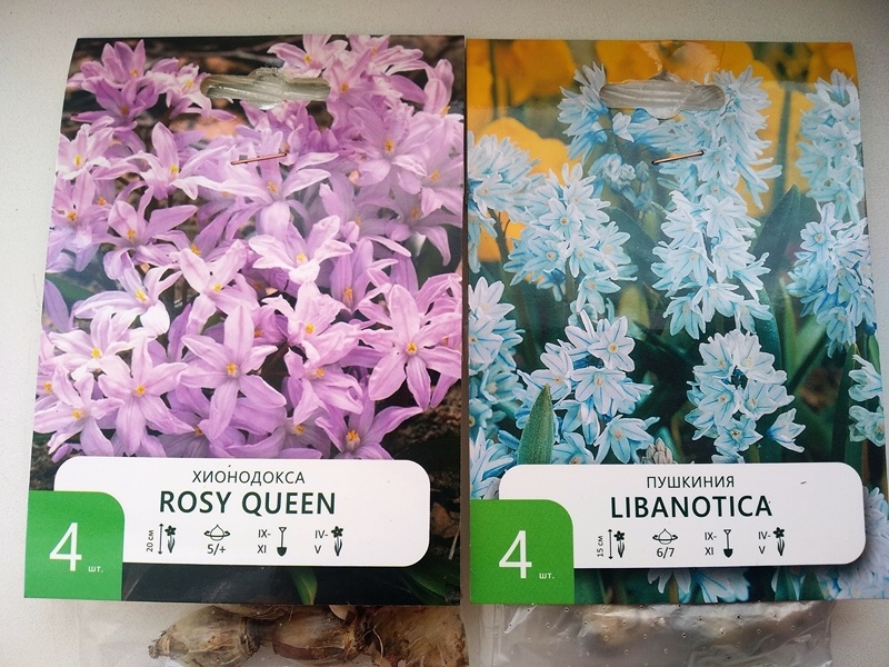 Купленные сной первоцветы