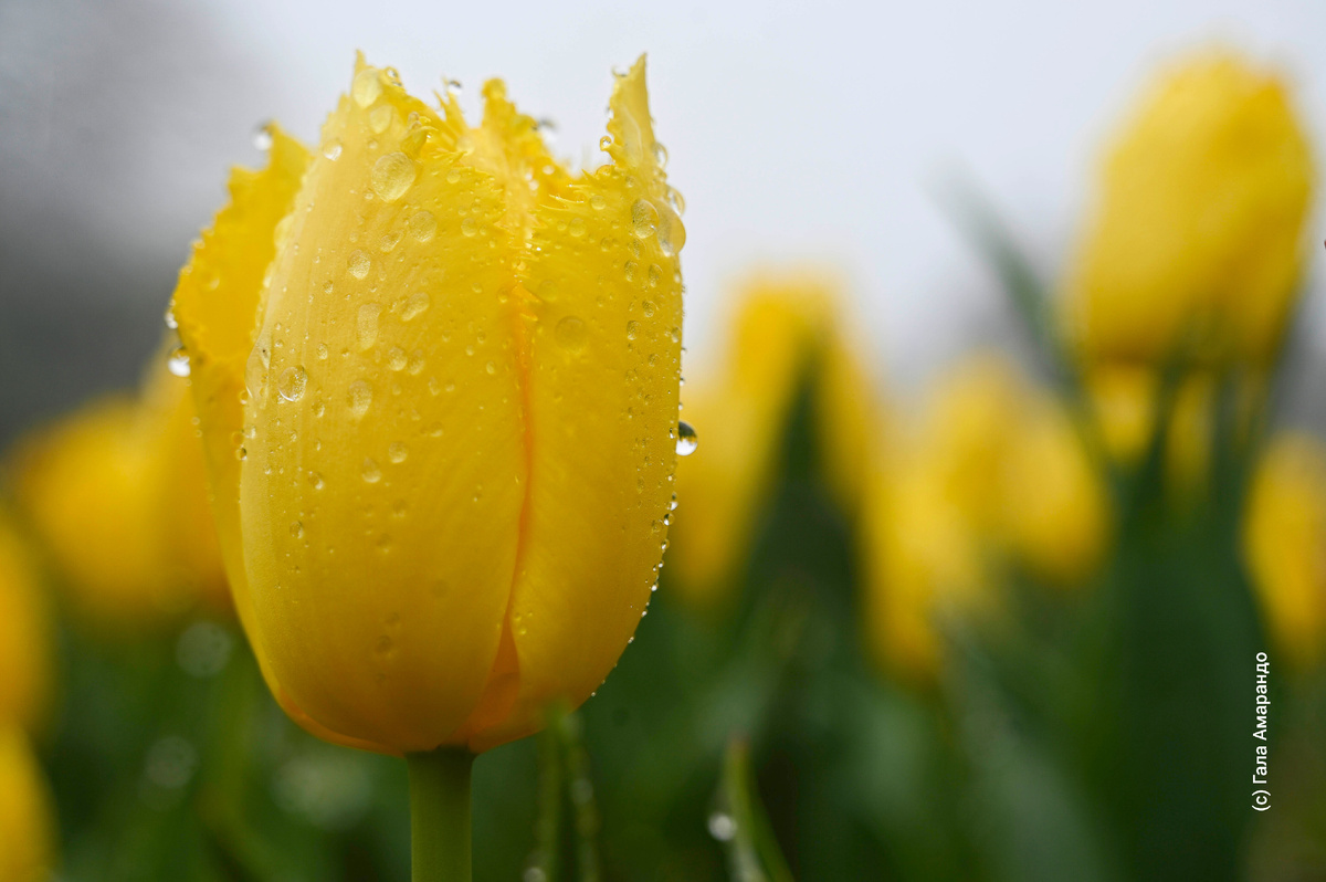 Ялта, Никитский ботанический сад