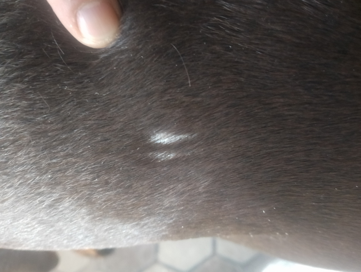 На спине с боку, очень бросается в глаза) 