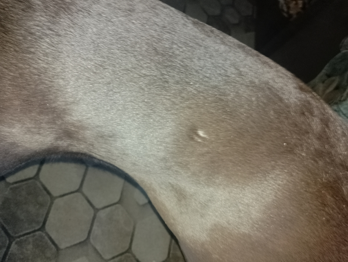 Уже обростает