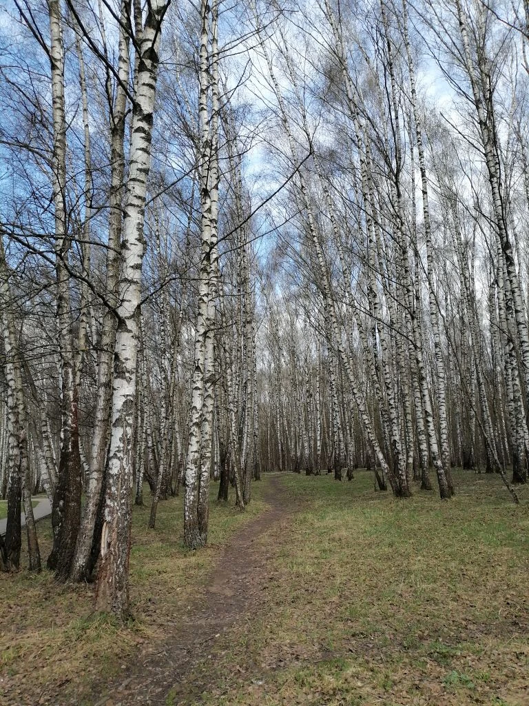 Тропаревский парк. Фото автора.