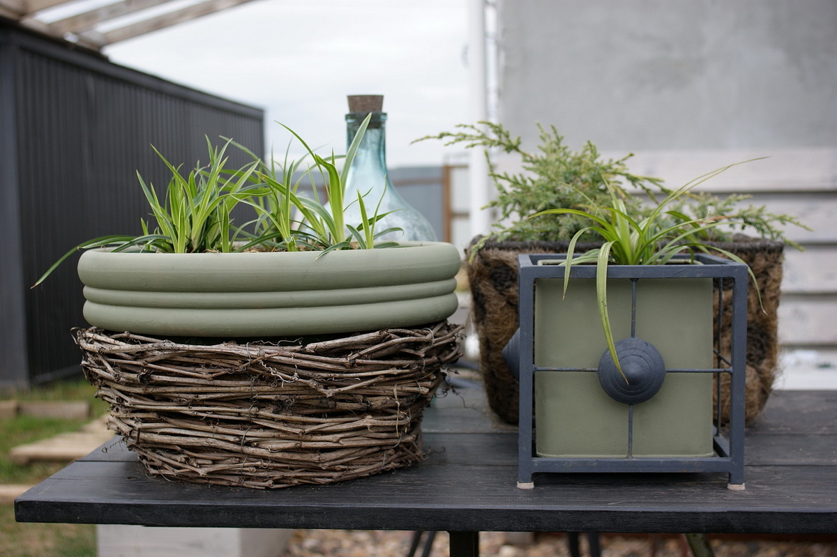 Кстати, правильное решение с осоками. Хлорофитум в теплице ещё не одну неделю, наверное, будет стоять, а осока уже сейчас может работать на красоту сада. 