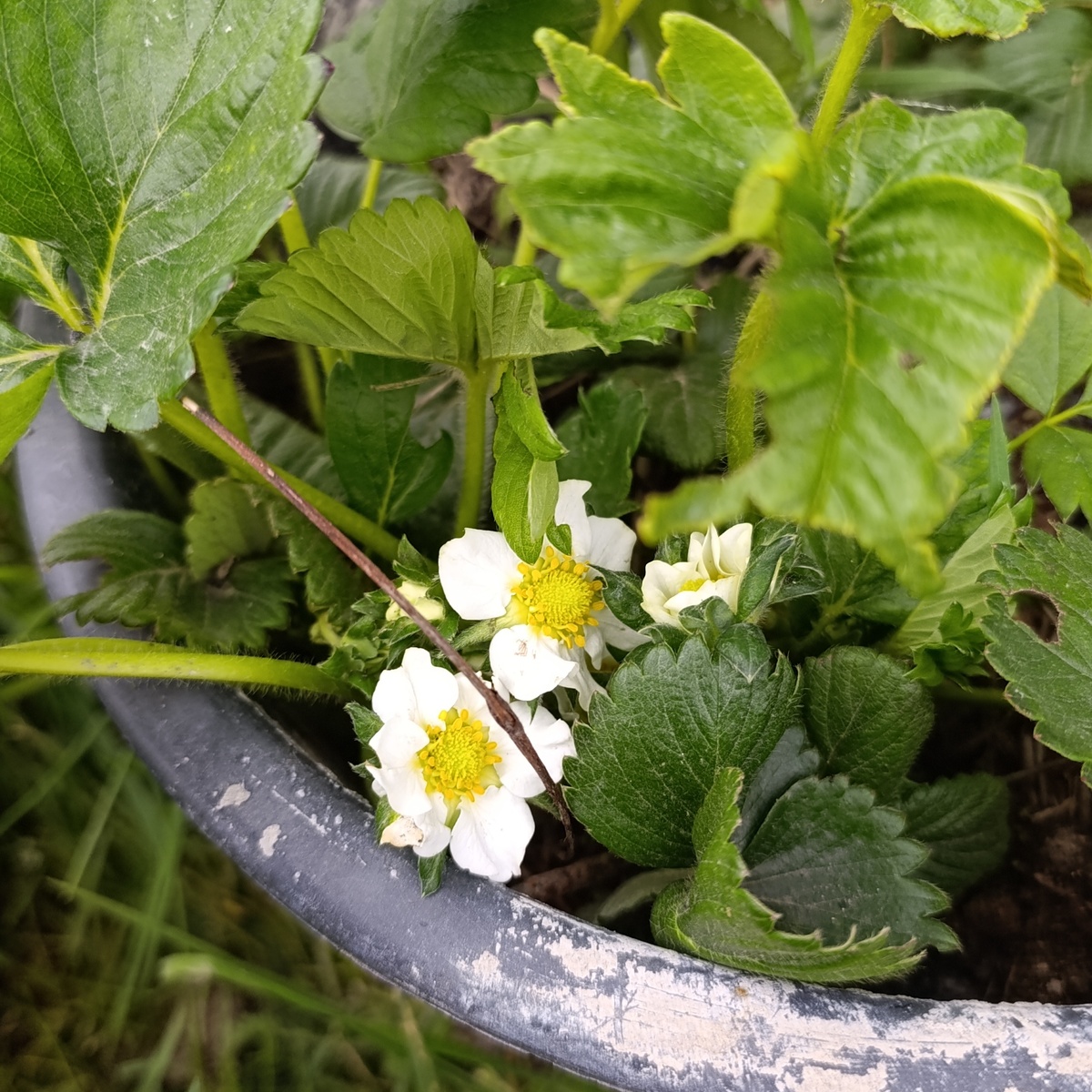 Победа над улитками!