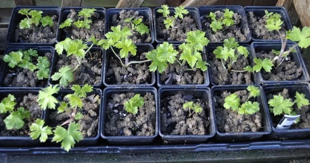 Дельфиниум из семян: сроки и хитрости