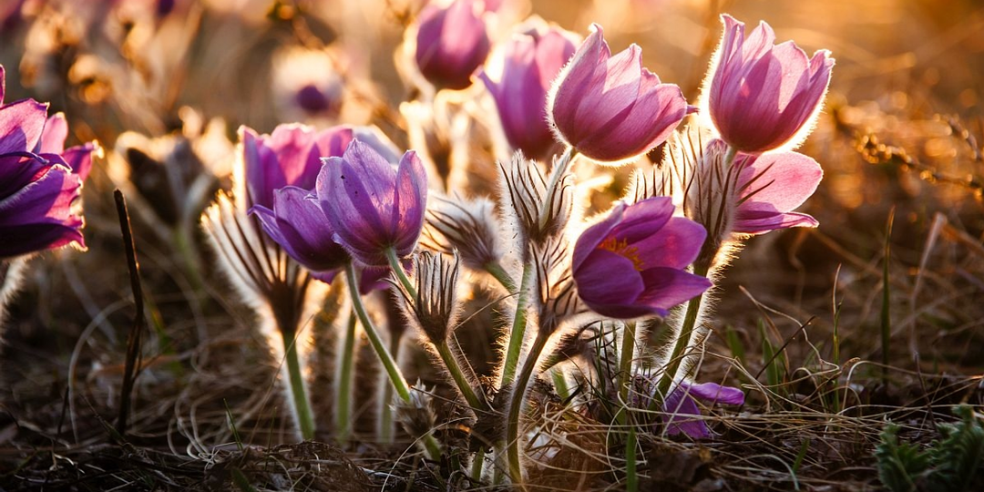 Поляна первоцветов