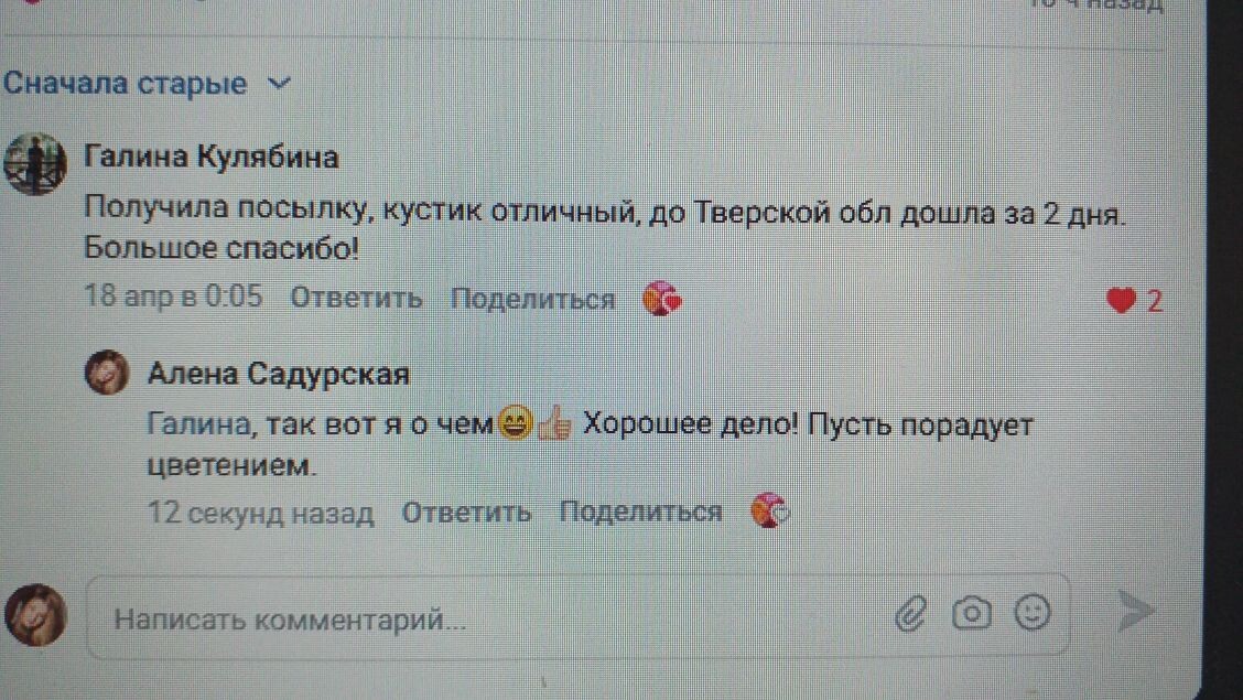 свежий отзыв от получательницы саженцев, фото автора
