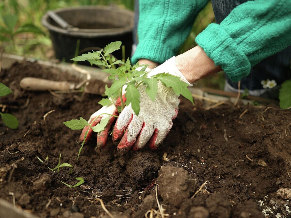    Женщина занимается посадкой саженцев на своем участке | © РИА Новости / Виталий Тимкив