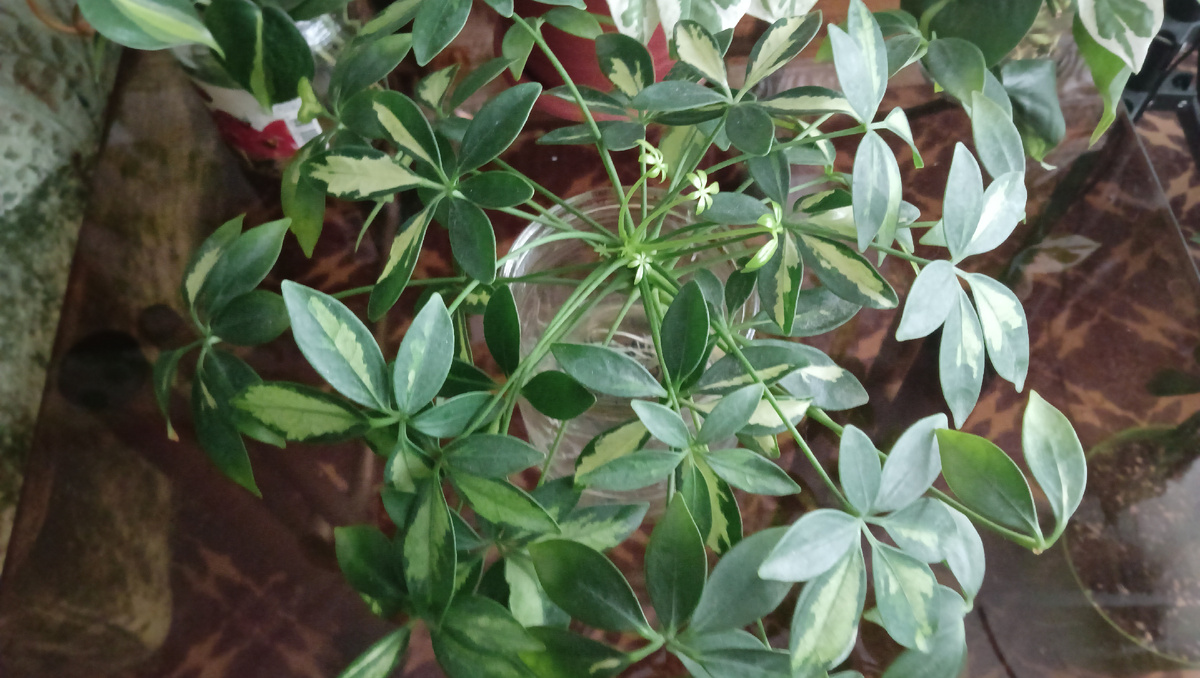 Черенок Шефлеры 