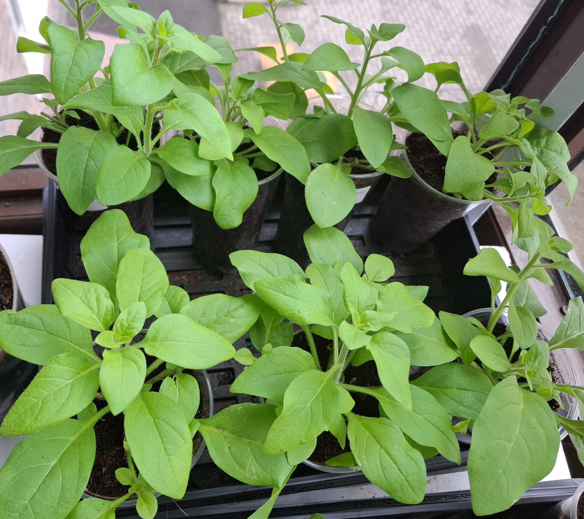 Рассада. Петунии тайдал. Посев от середины февраля. Уже стригла. 