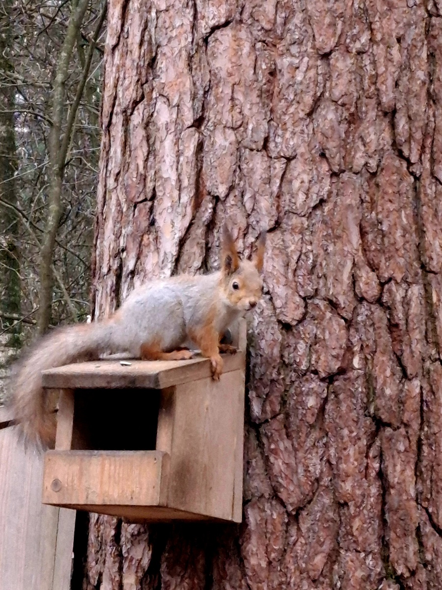 Хорошо,  что упало зрение, а не белка пришла. 