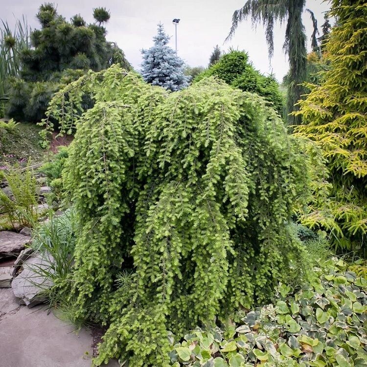 фото из открытых источников, Таким образом можно сформировать это растение - это наша цель !