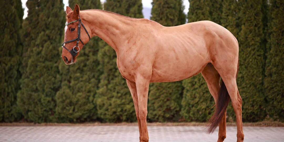 Кобыла, чистокровной верховой породы, от Стрижамента