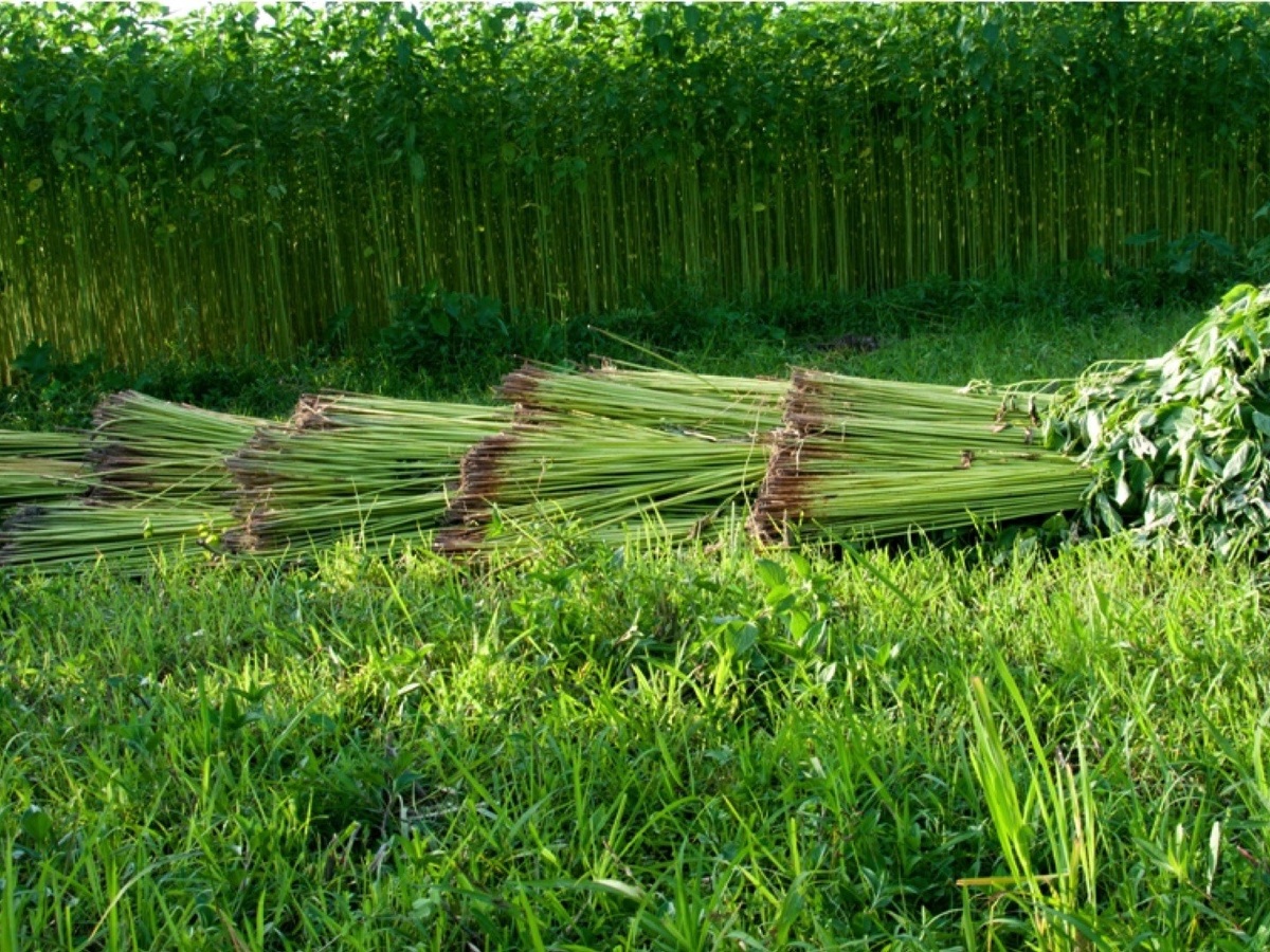 Как выглядит растение для изготовления джута.