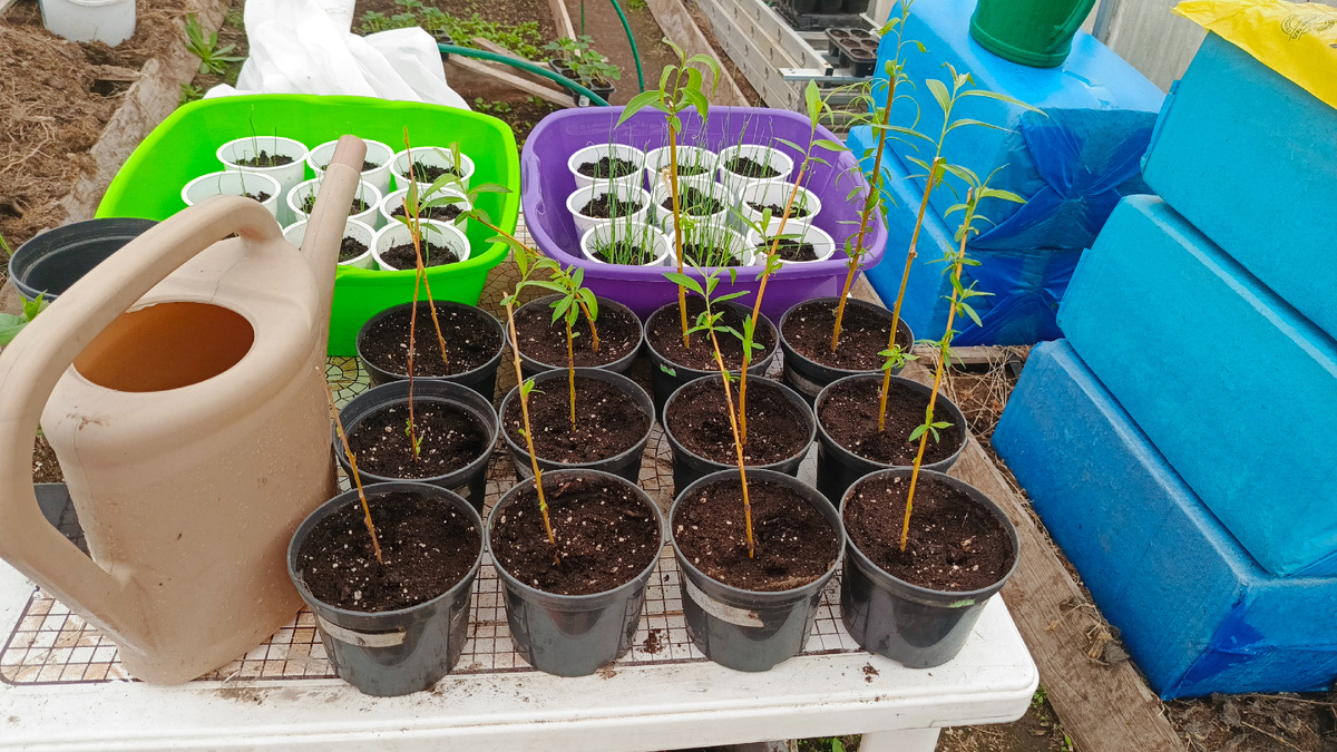 Укореняем плакучую иву