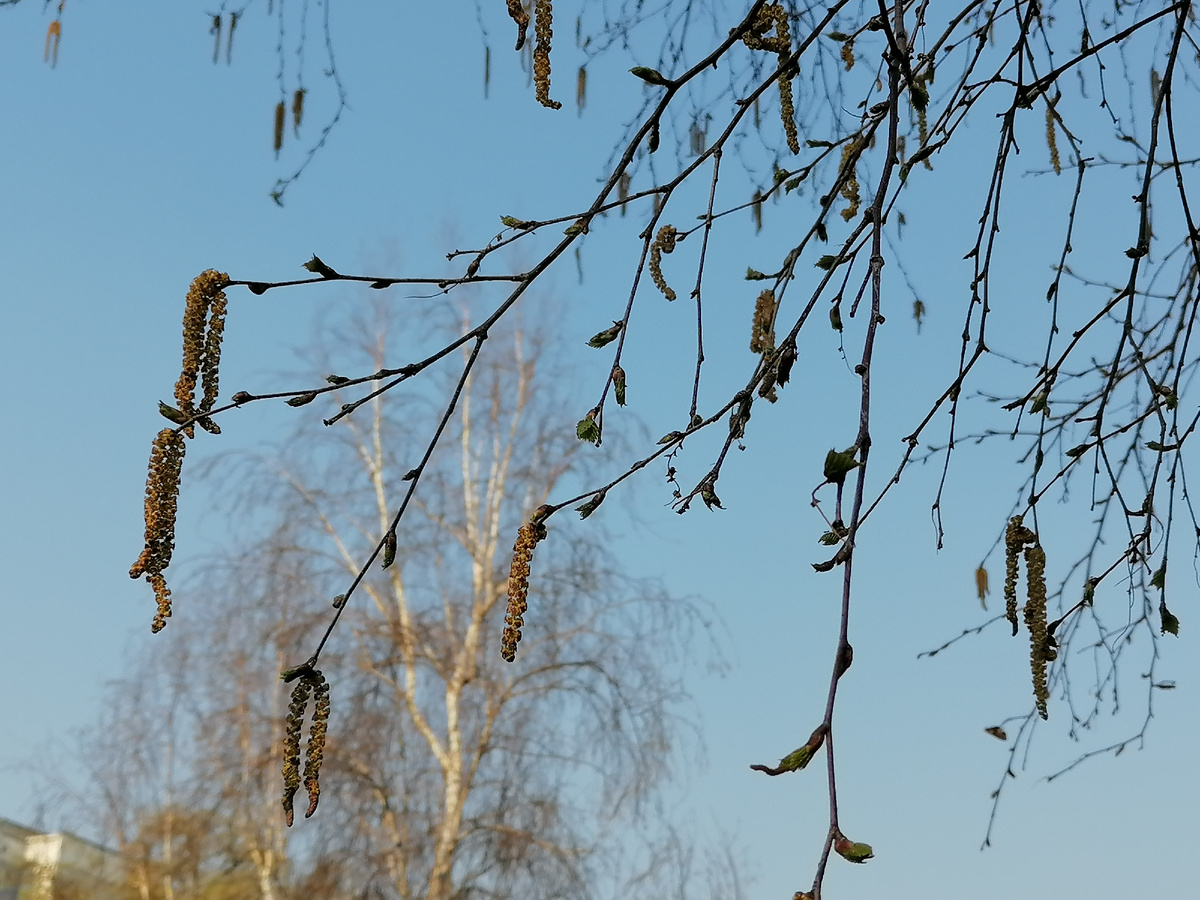 Нет, березки еще не распустили свои сережки, да и вообще сейчас резко похолодало (кажется по всей стране). Это фото из моего архива