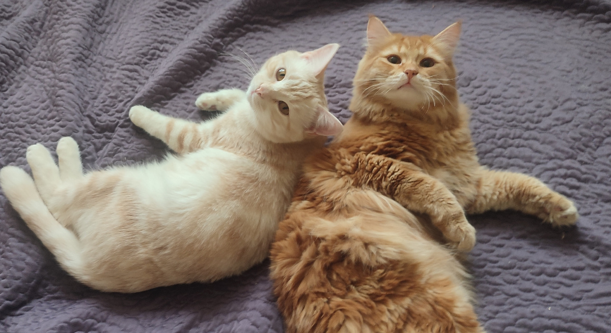 И вот откуда в этих милых мордашках, столько энергии... 