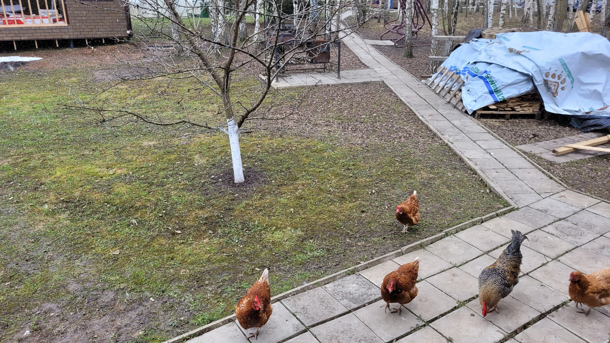 А курочки трудятся - добывают пищу.