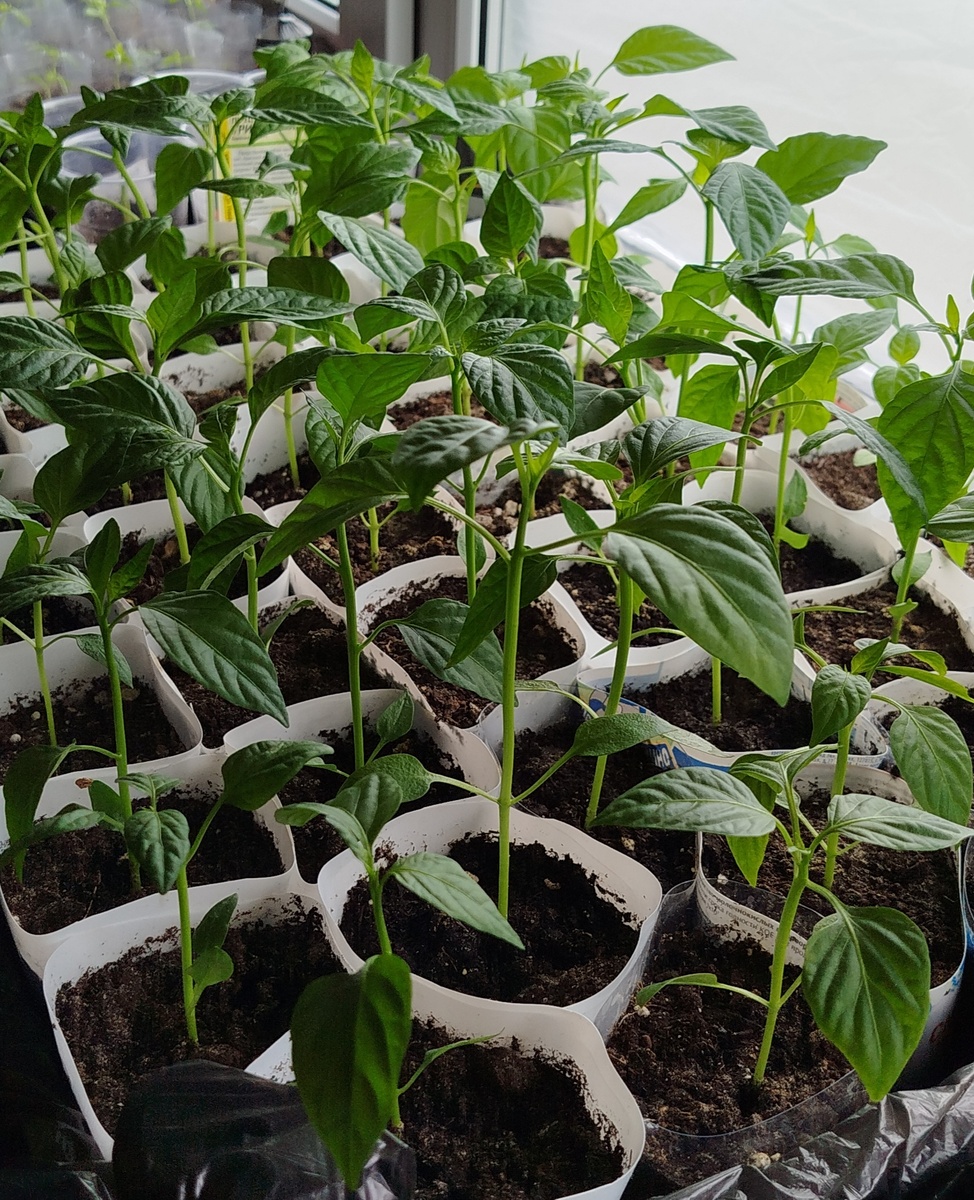 Перчикам почти 2 месяца