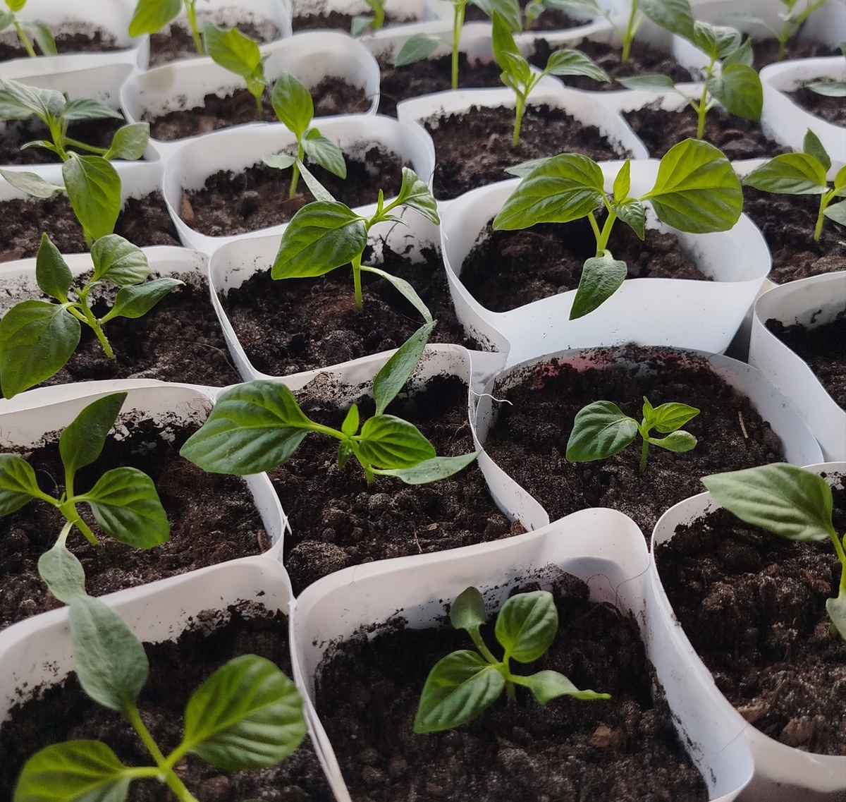 Перчик после пикировки