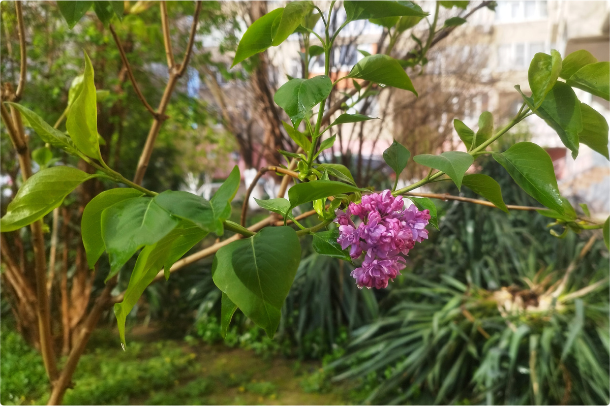 Сирень (9 апреля 2026)