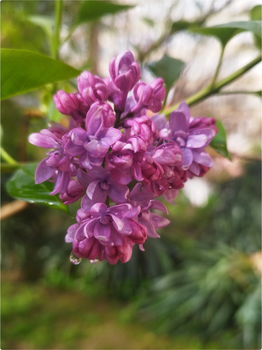 Сирень (9 апреля 2026)