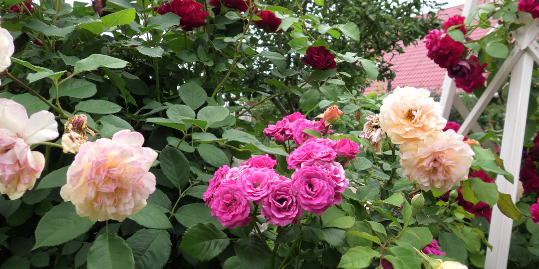 5 правил посадки роз, которые я неукоснительно соблюдаю