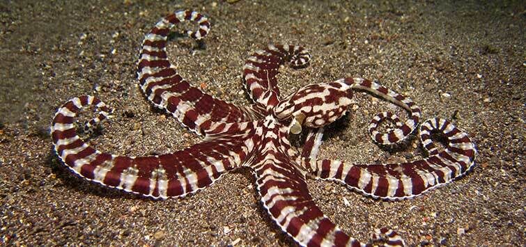 Мимикрирующий  осьминог  мимикрирует  под  морскую  звезду