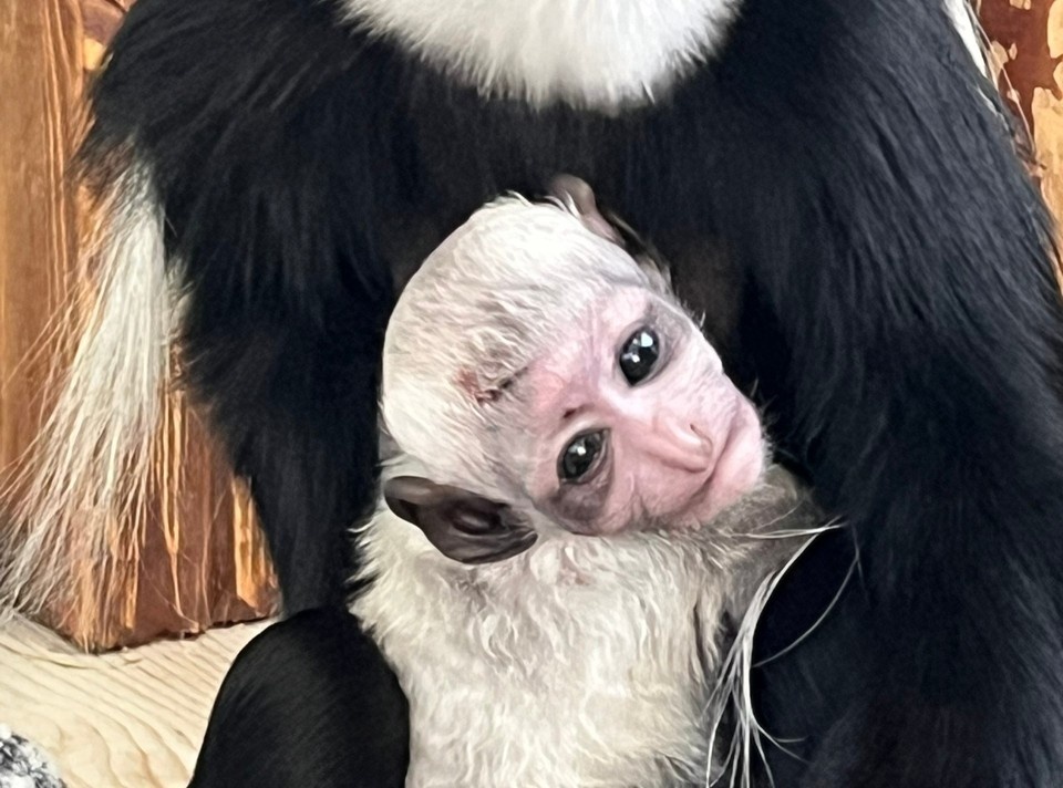    Фото: У Лукоморья | Центр реабилитации животных.