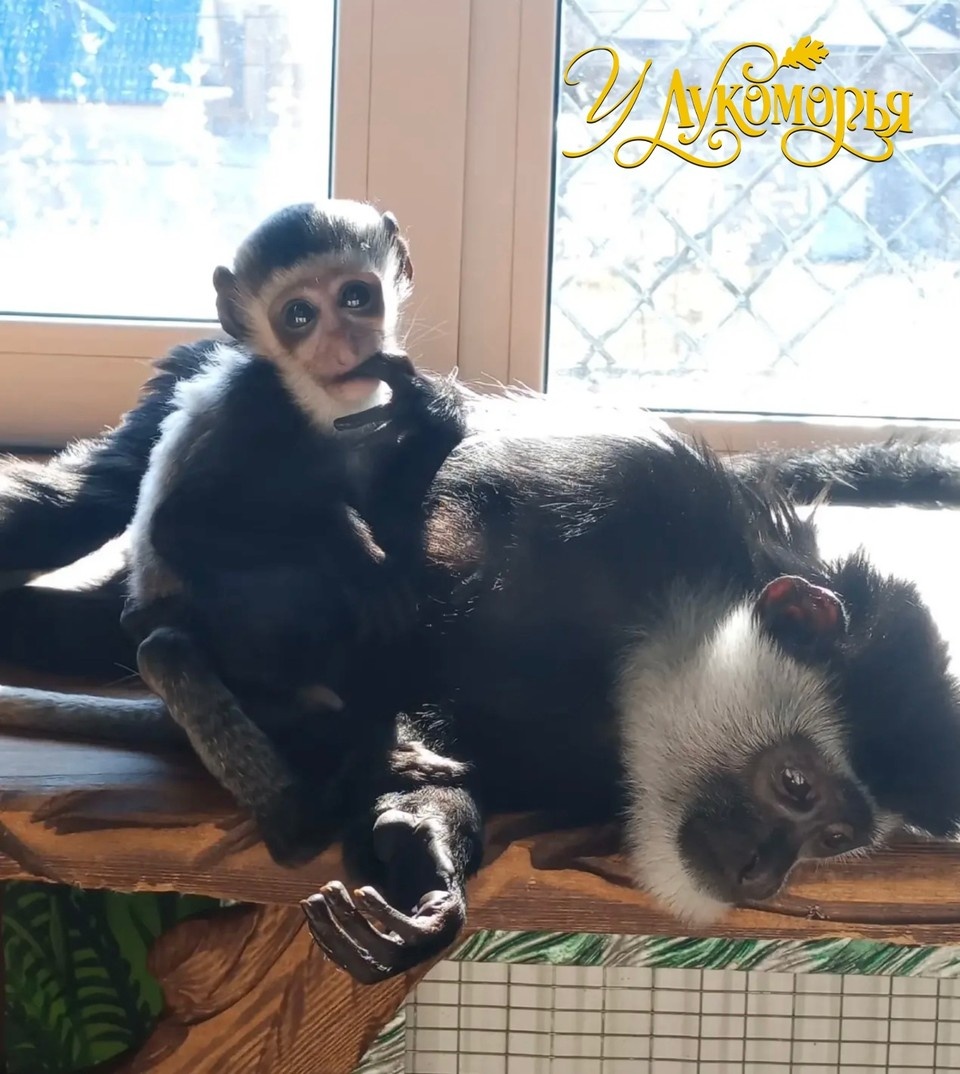    Фото: У Лукоморья | Центр реабилитации животных.