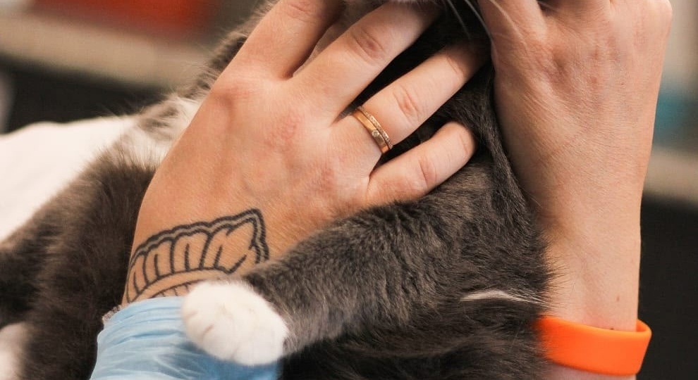 Кошка Бьянка ищет дом 🏠